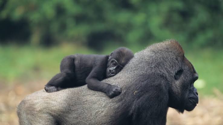 Uganda is one of the best destinations for families planning a