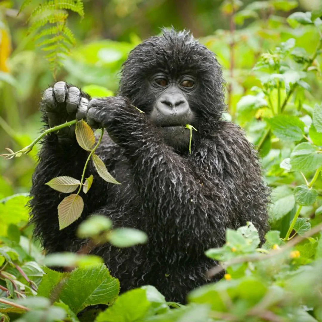 Uganda’s Incredible Wildlife Diversity Safari