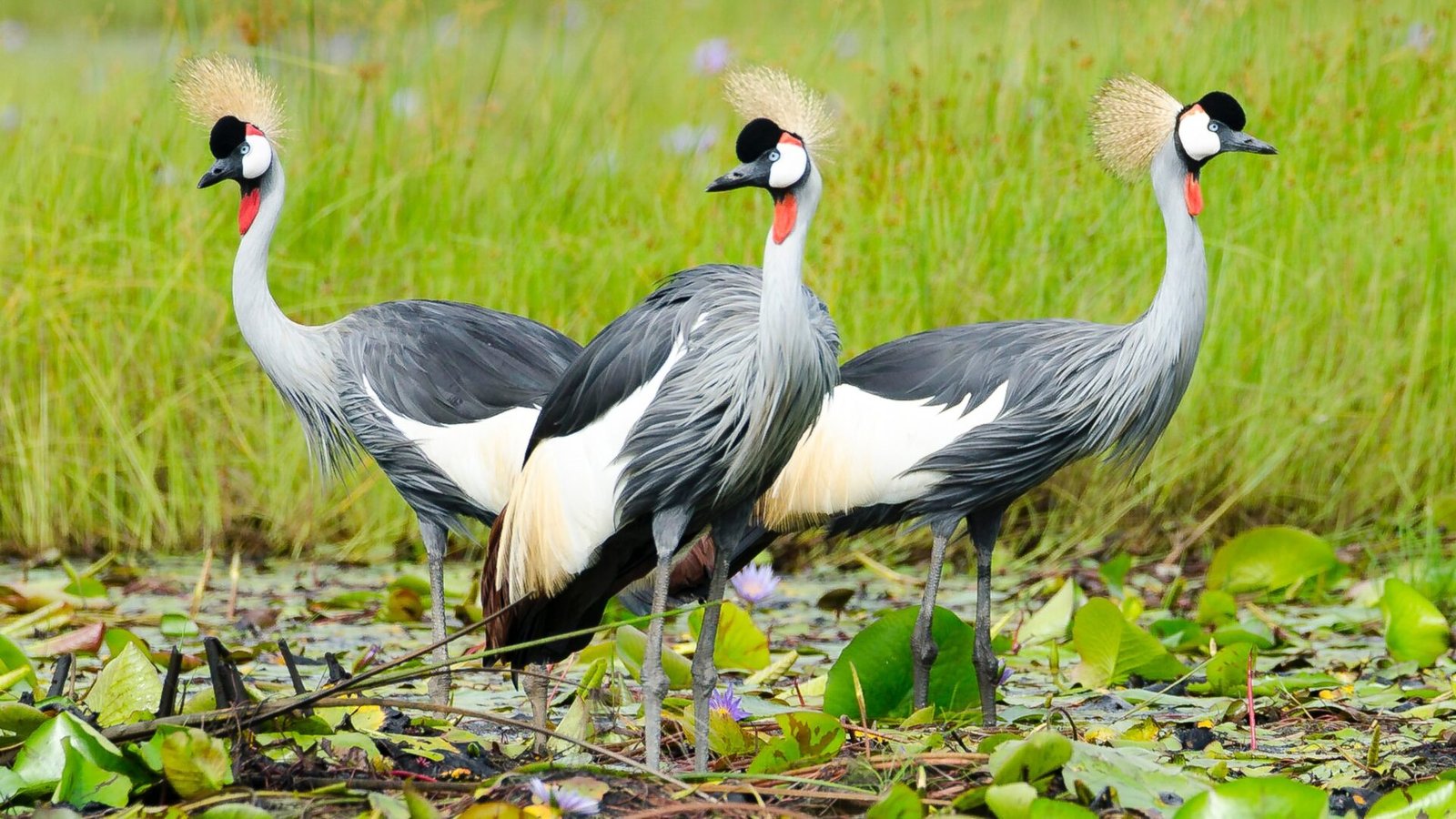 Uganda's Incredible Wildlife Diversity Safari Experience