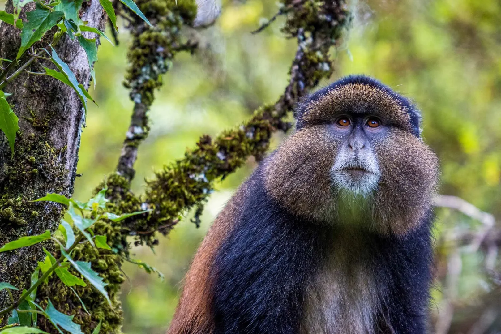 Uganda Wildlife Safari and Nature Diversity