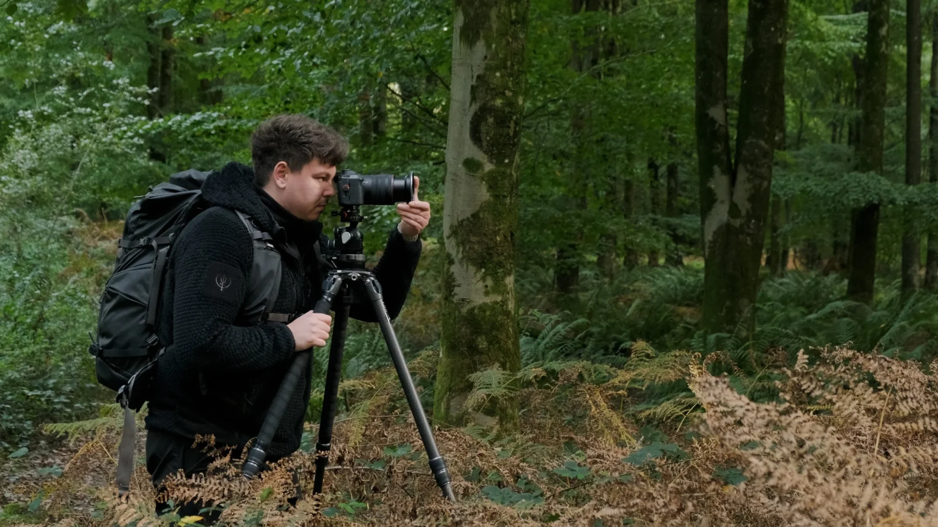 Because gorillas are often found in shaded forest areas, photographers usually need higher ISO settings to