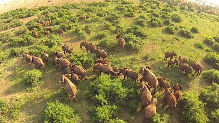Drone Use During Safari Uganda and Rwanda Wildlife Photography