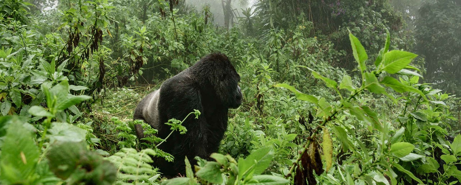 Virunga National Park is one of Congo’s most famous destinations, offering mountain gorilla trekking, volcano hiking, and incredible biodiversity. The park’s combinatio