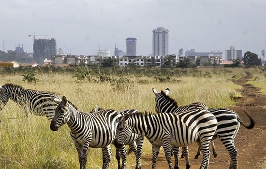 Nairobi National Park Wildlife Safari Experience