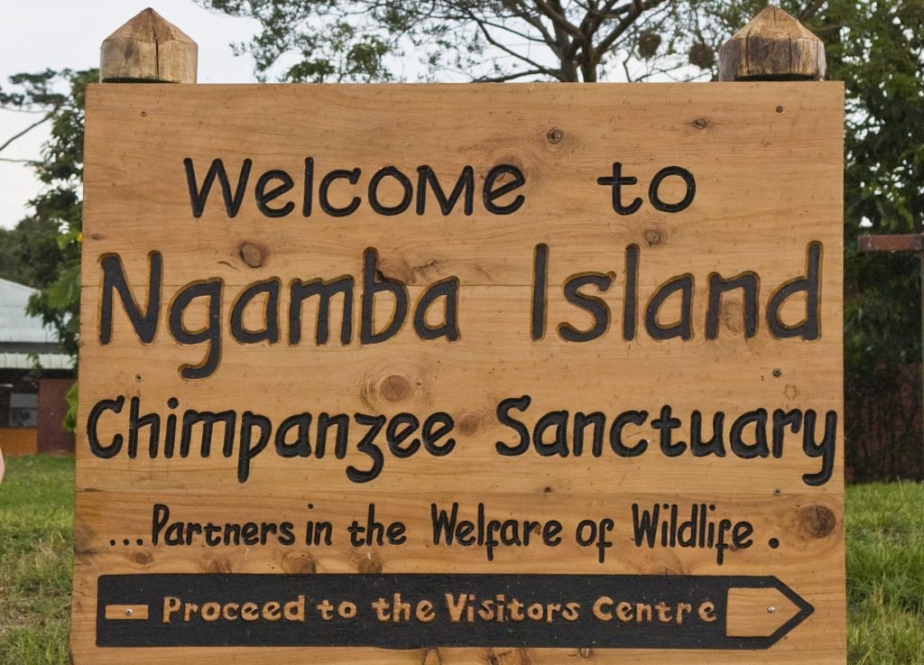 Visit Ngamba Island Chimpanzee Sanctuary Uganda