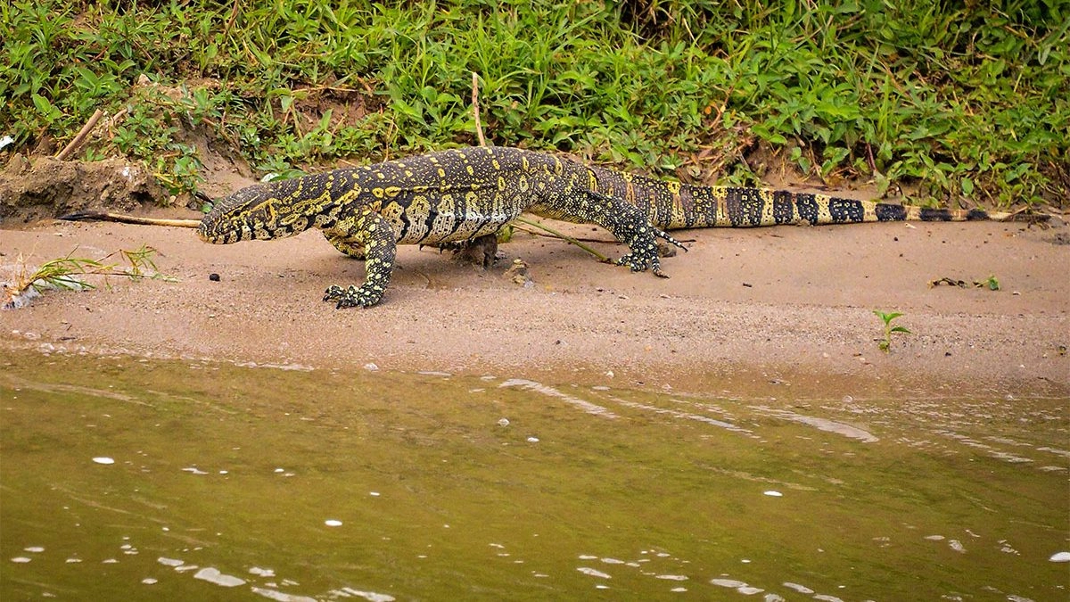 The Uganda Reptile Village is an educational attraction where visitors can learn more about Uganda’s reptiles and their role within natural ecosystems. The centre provides information about different reptile