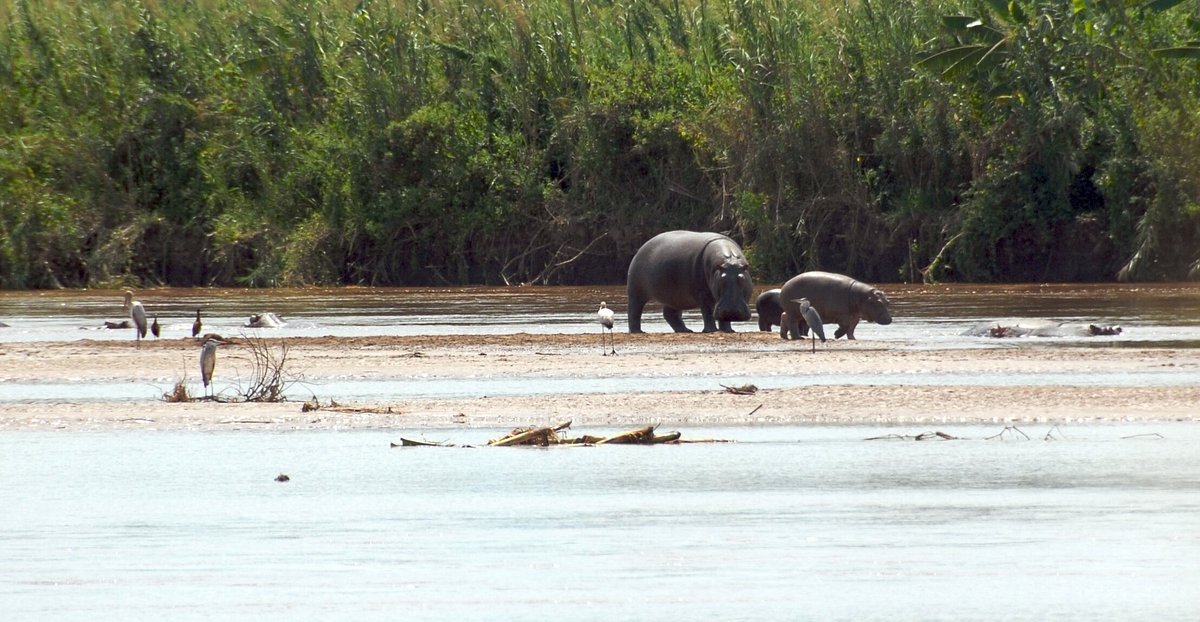 Visit Rusizi National Park in Burundi