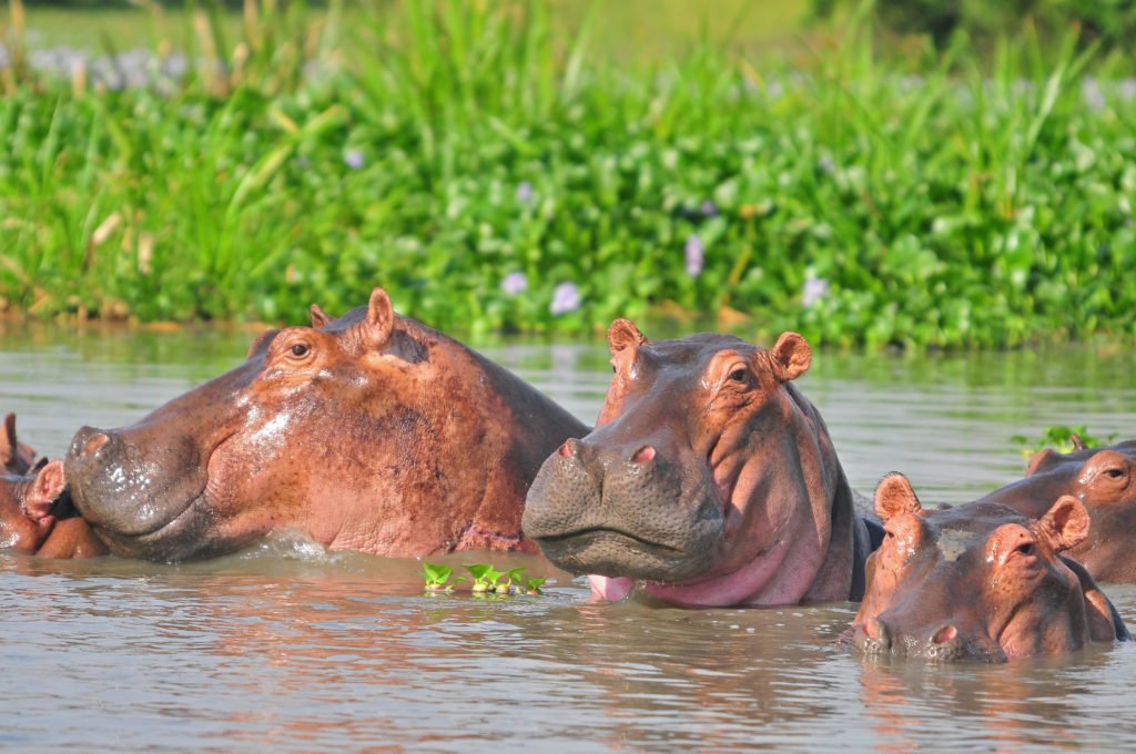 Rusizi National Park Wildlife Experience Burundi