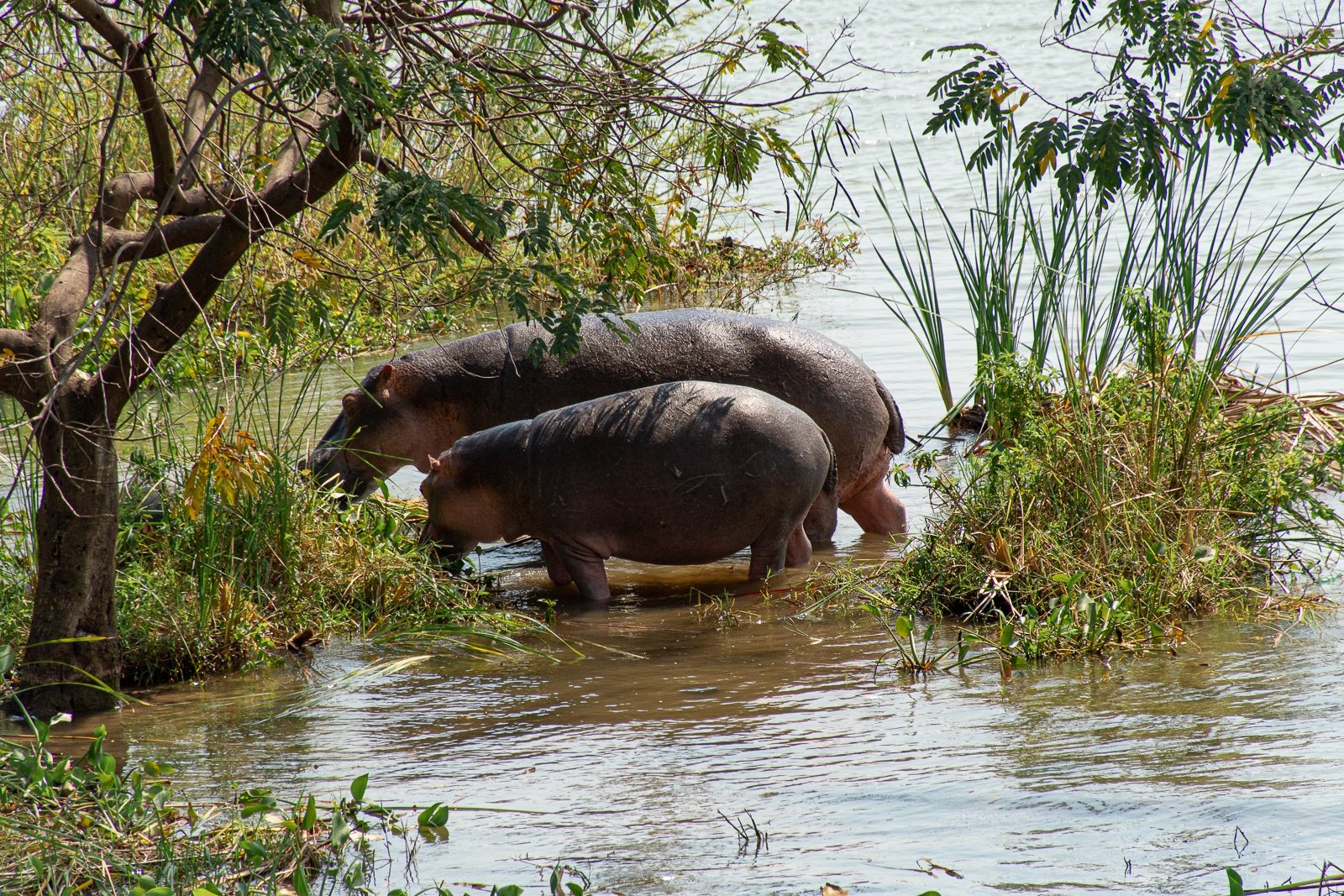 Exploring Rusizi National Park Near Bujumbura Burundi