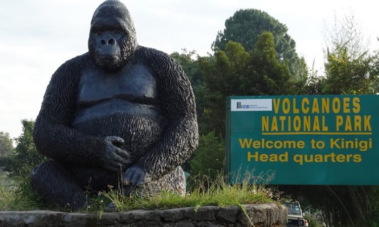 Volcanoes National Park – The Heart of Rwanda Gorilla Safaris