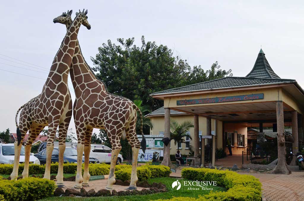 What to Expect When Visiting Entebbe Zoo Uganda Wildlife Experience