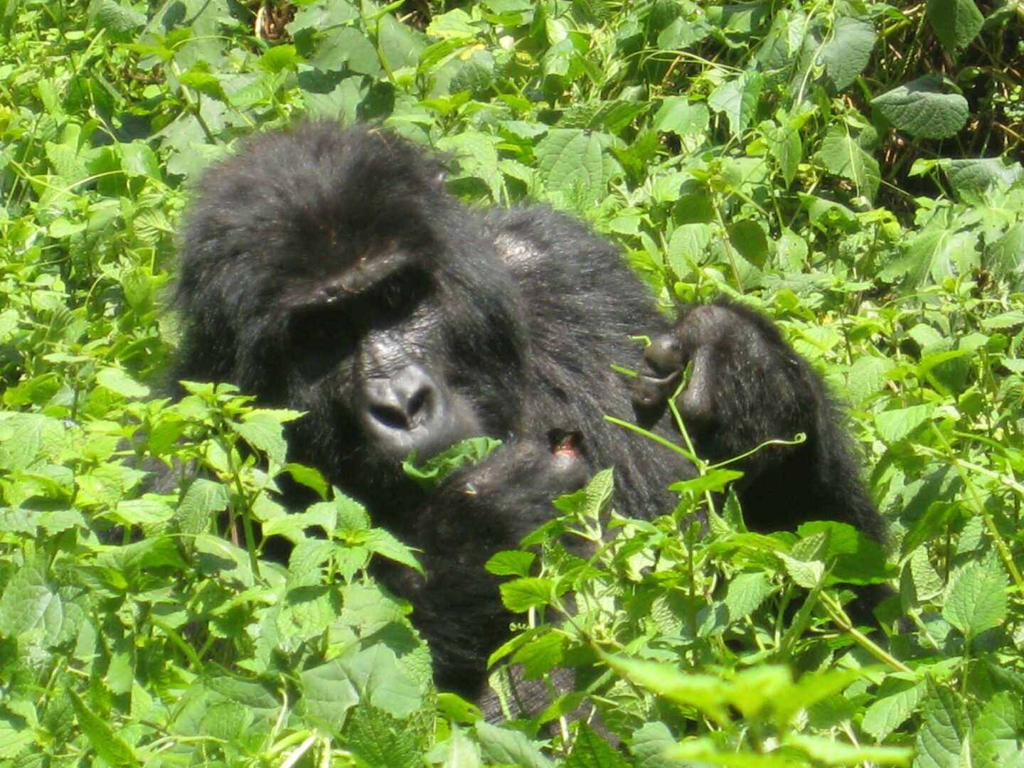 Gorilla Habituation Experience from Entebbe
