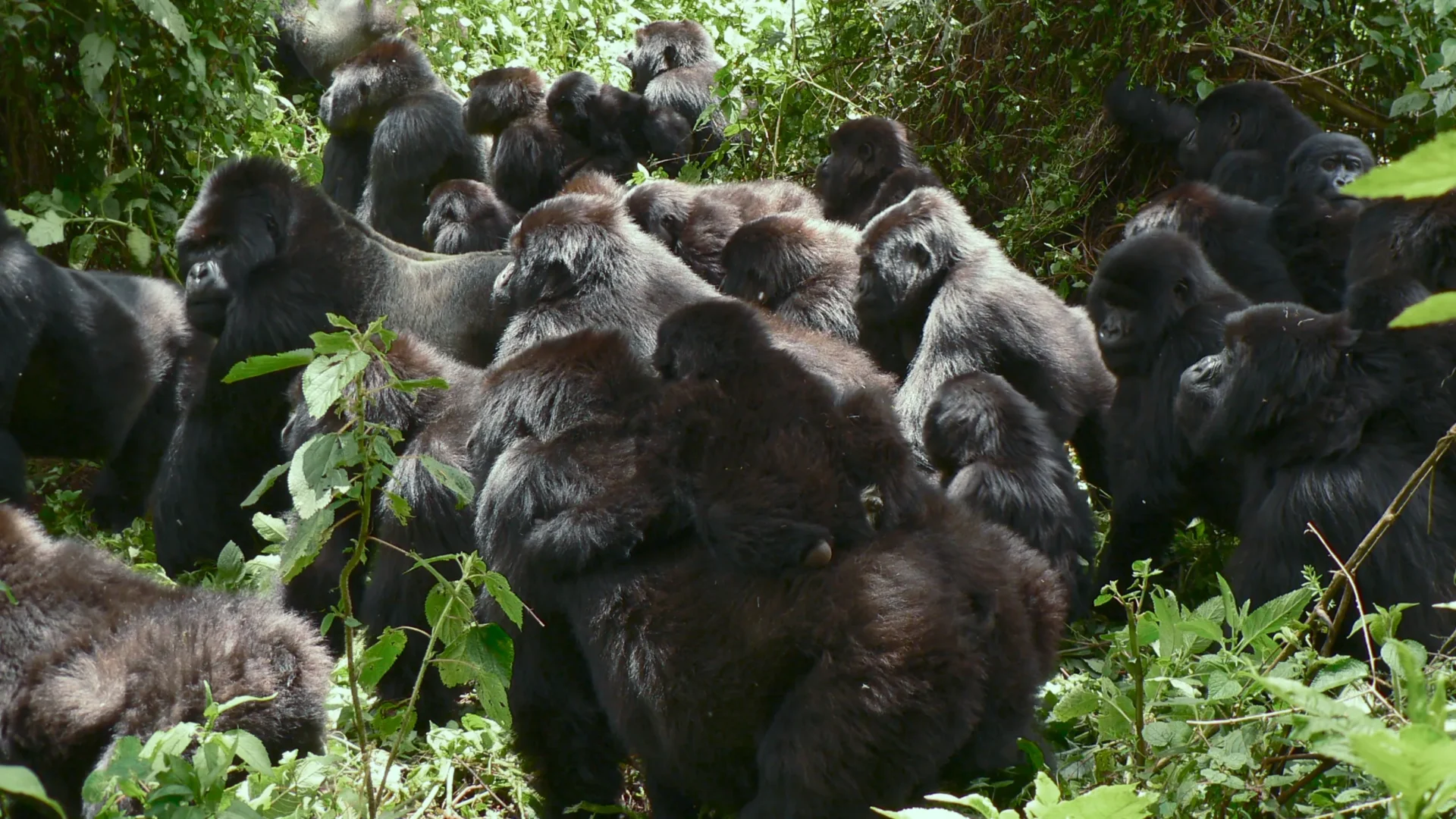 Artists often use gorillas as symbols of power combined with gentleness. Although gorillas possess incredible physical strength, they are generally peaceful animals that live in close family groups. Their protective nature, emotional connections, and complex behaviors