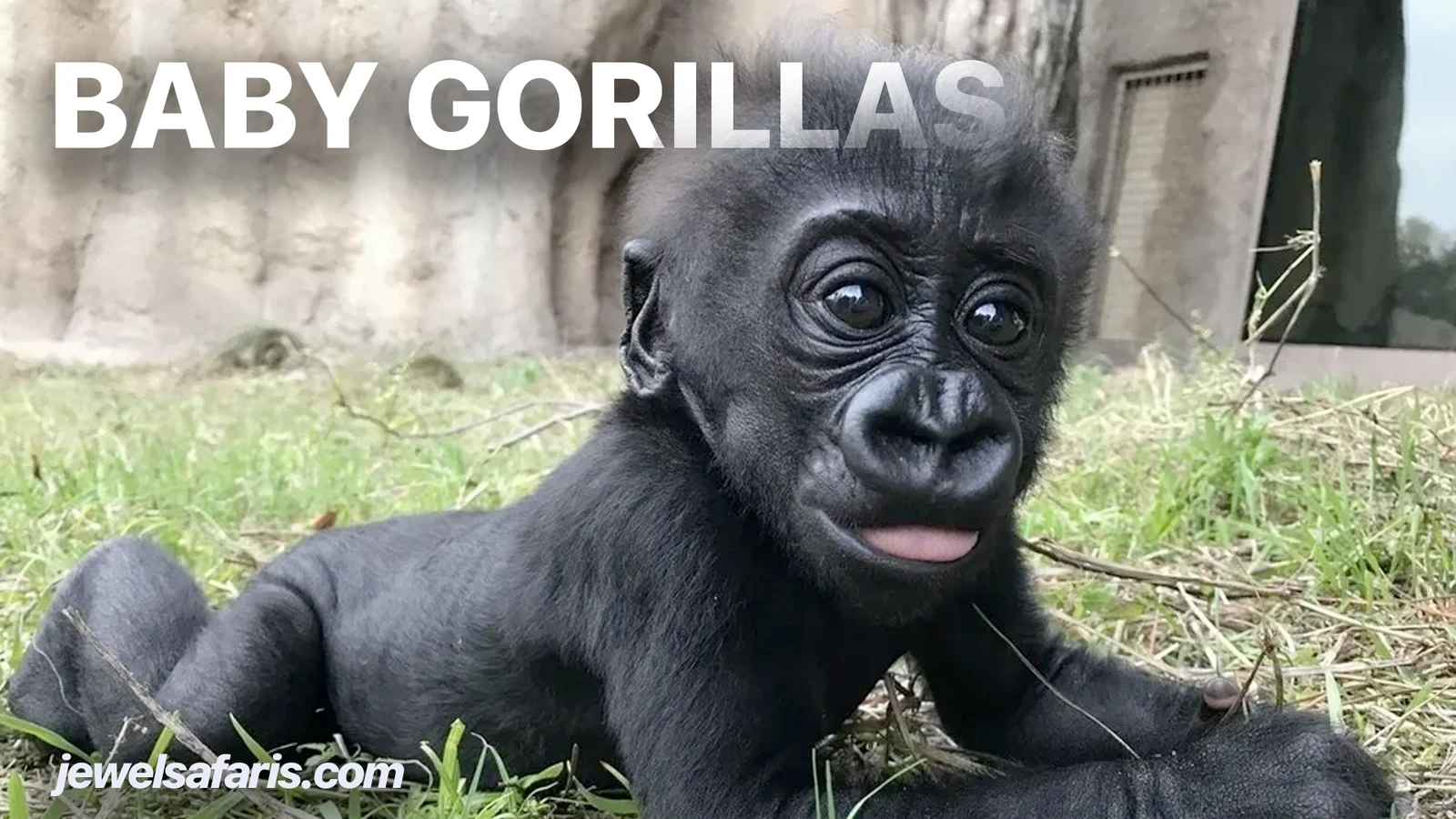 The Joy of Seeing Young Gorillas on Trek