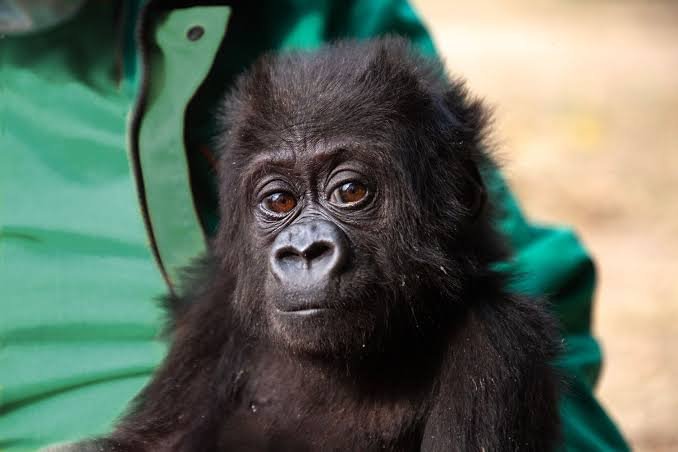Why Young Gorillas Make Every Trek Special