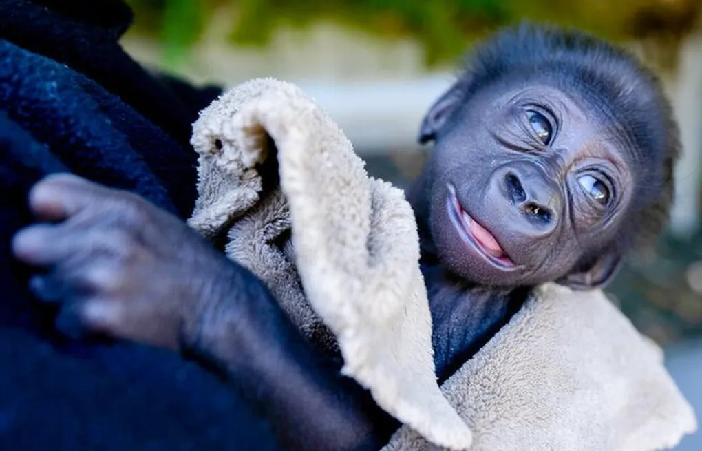 Young Gorillas Enhancing Gorilla Trekking Experience