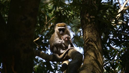 One of the greatest advantages of visiting Kyambura Gorge is the opportunity to