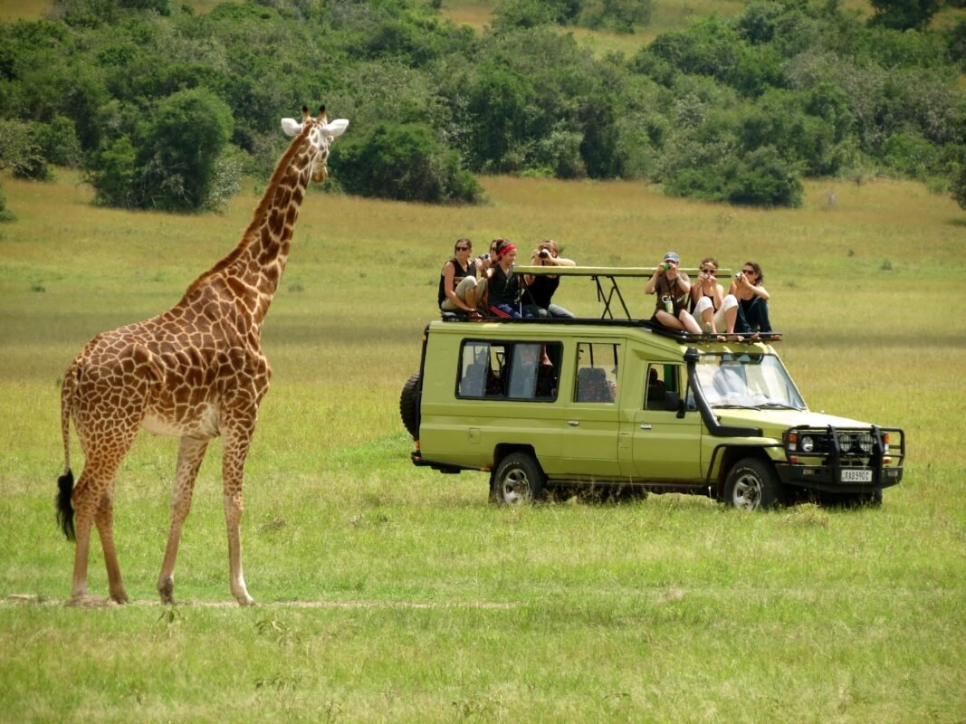 Wildlife Experiences and Adventure..