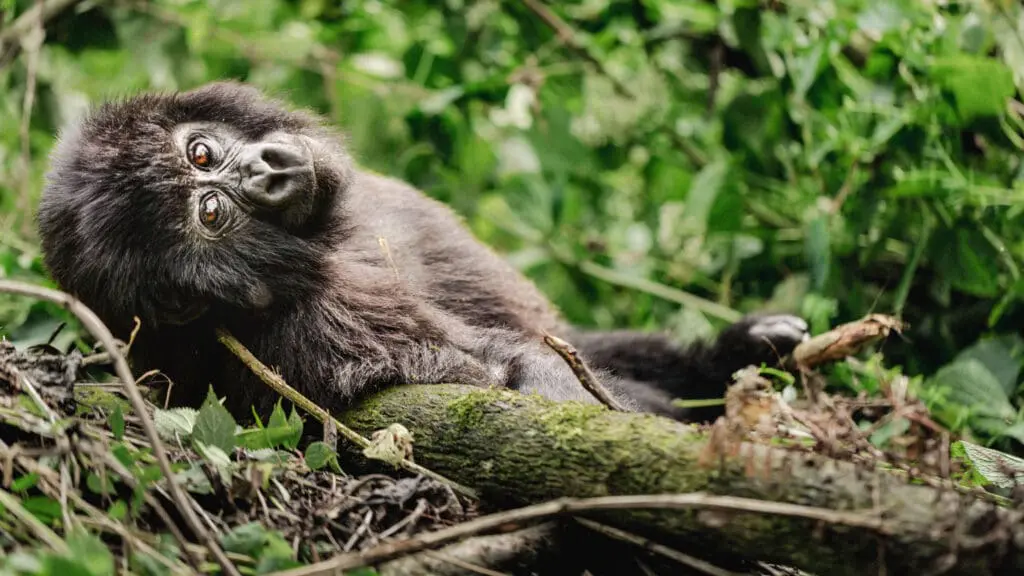 Wildlife Experiences and Adventure Safari