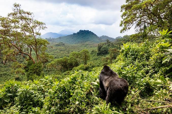 Rules for Wildlife Photography in Uganda Safari Tours