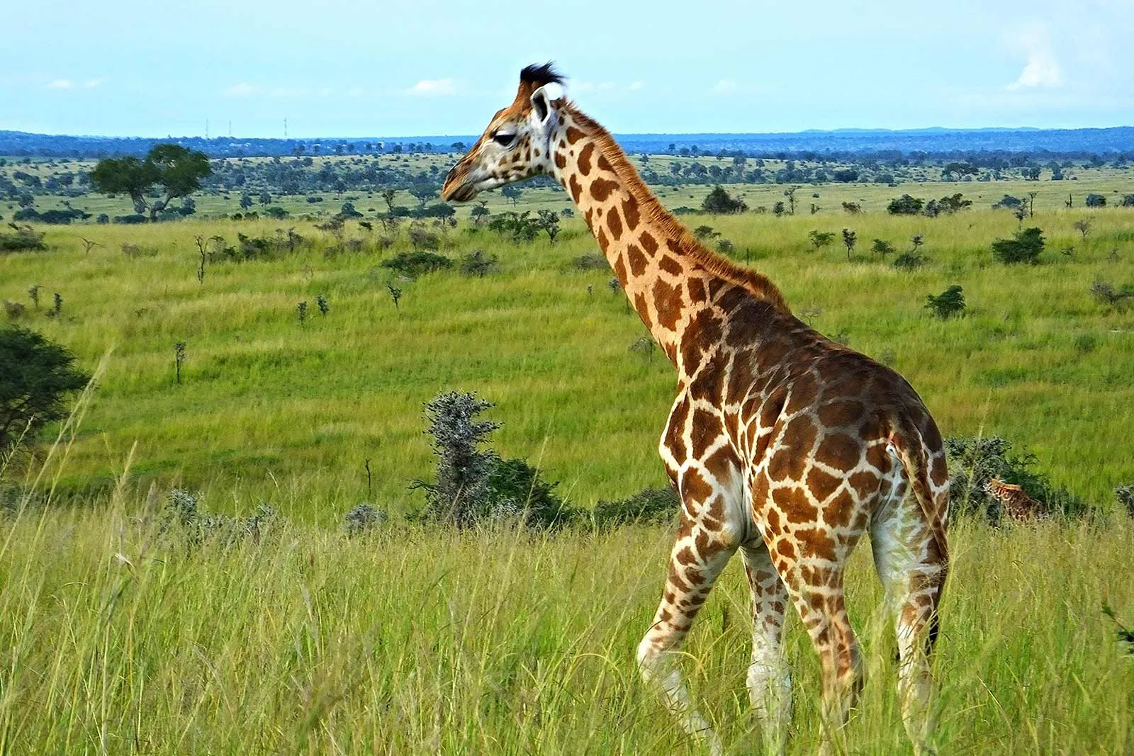 Wildlife Photography Guidelines in Uganda National Parks
