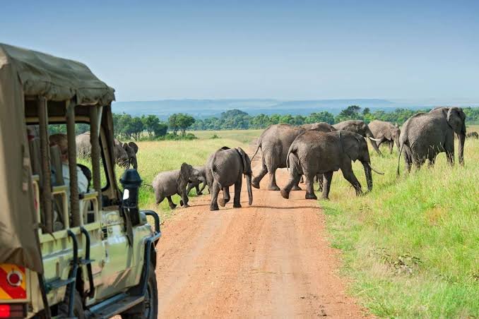 Wildlife Safaris and Game Drives