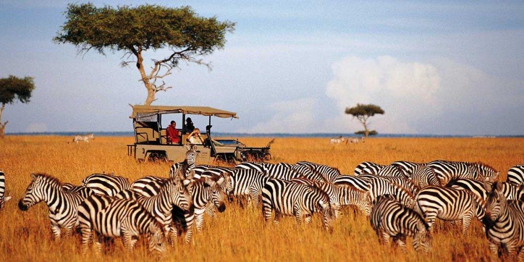 African Wildlife Safari and Game Drive Experience