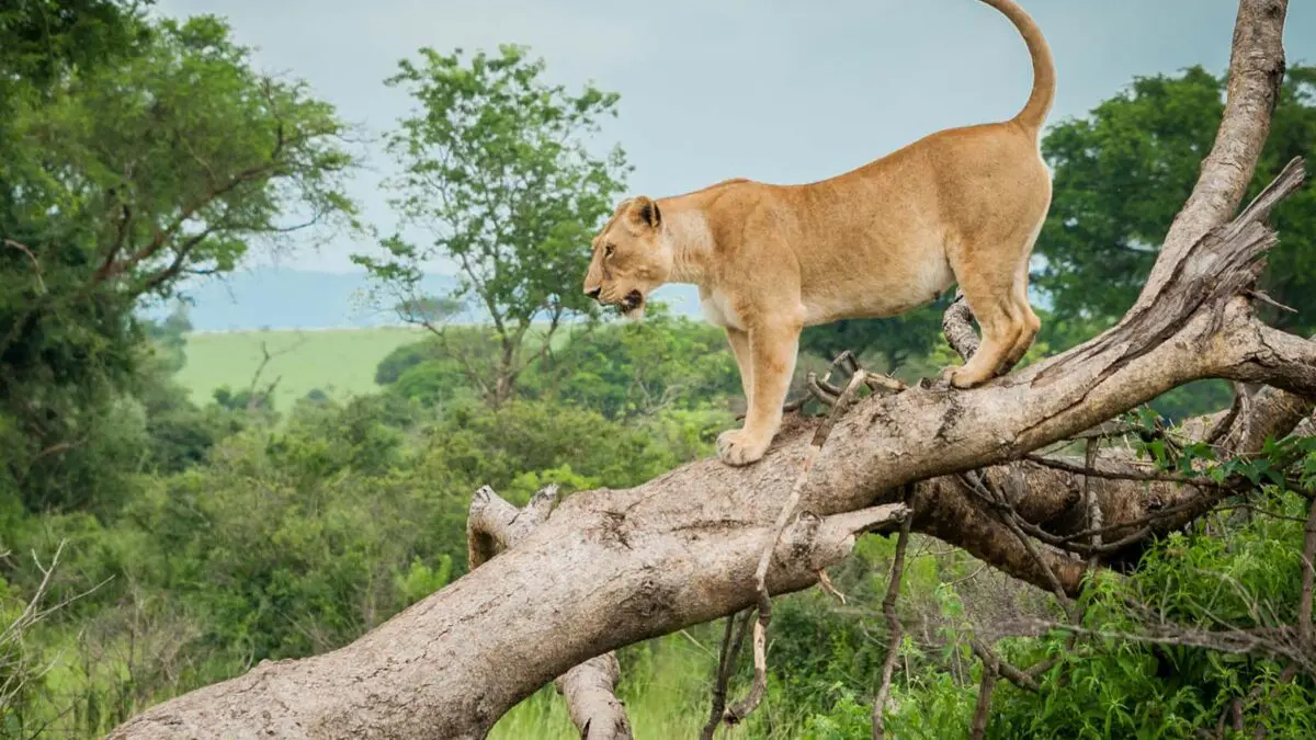 Explore Wildlife Safaris and Game Drives in Uganda