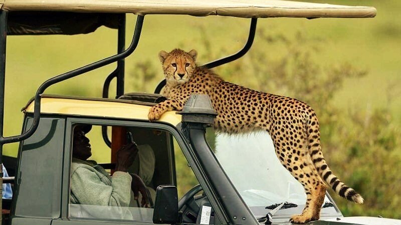 Wildlife Safety During an African Safari