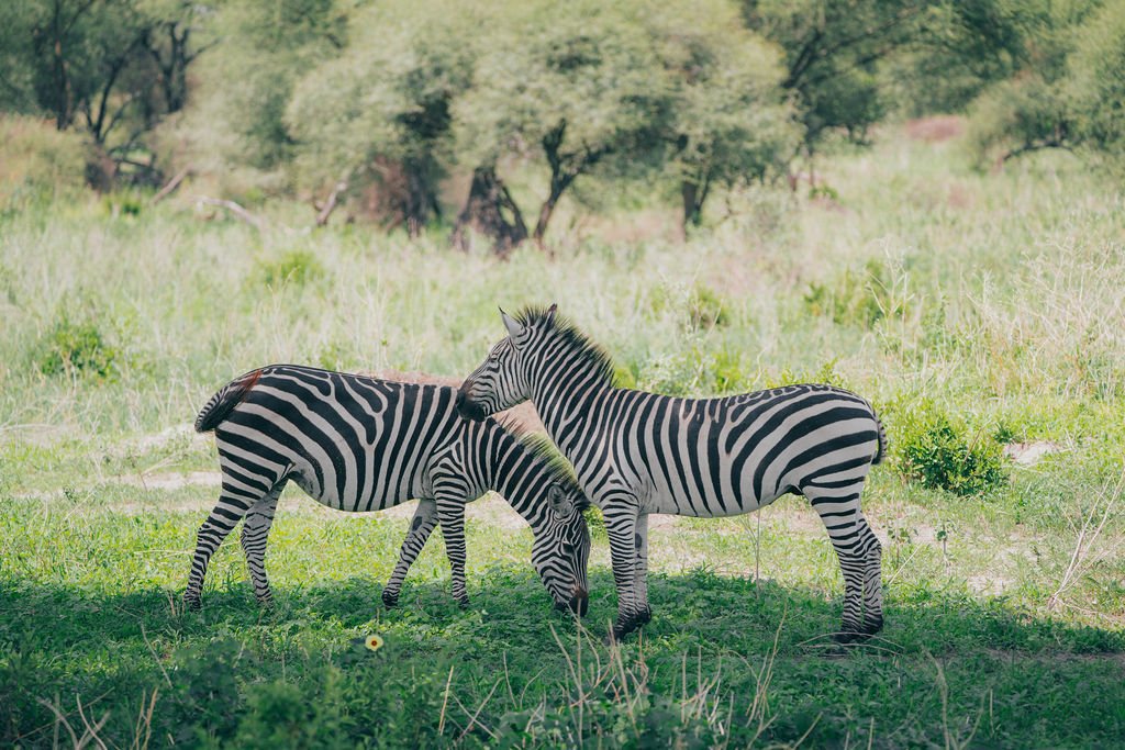 Safe Wildlife Encounters During African Safari Tours