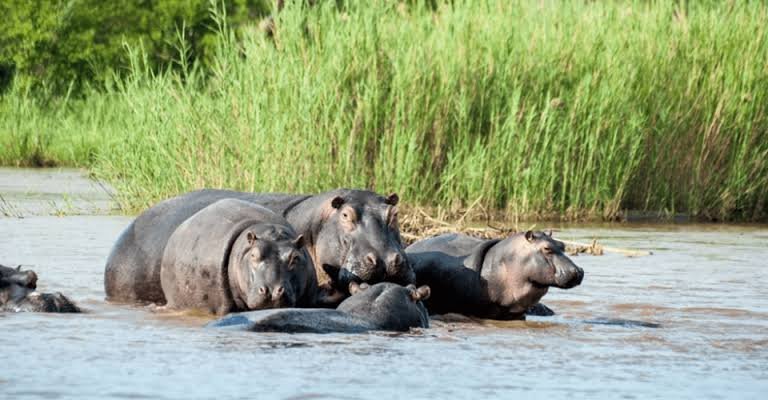 Burundi offers unique wildlife experiences in destinations such as Rusizi National Park and Kibira Nationa