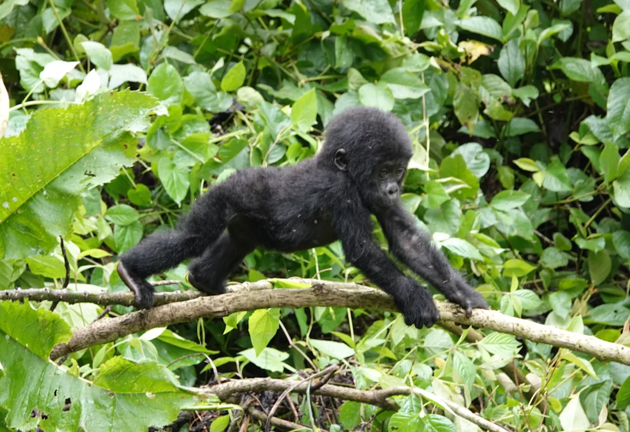 Mountain Gorillas in Their Natural Habitat