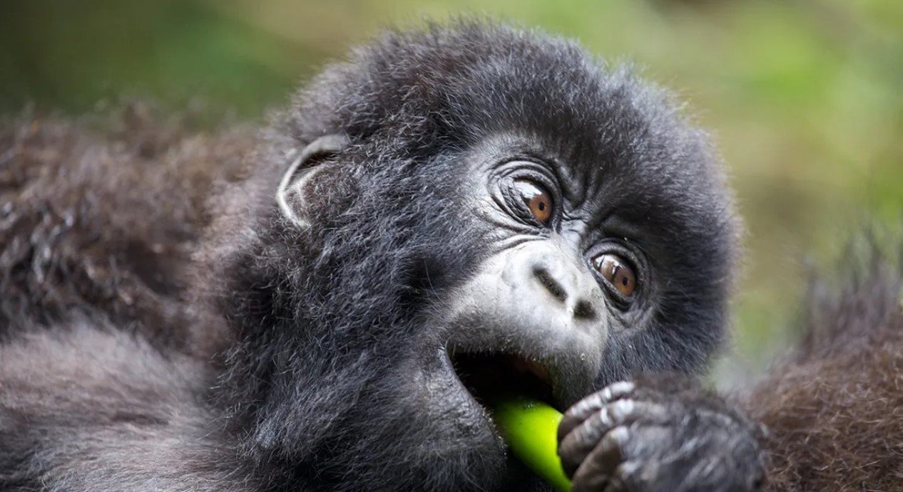 Mountain Gorilla Habitat in Uganda and Rwanda
