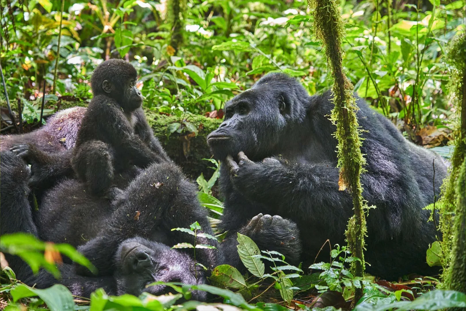 Nkuringo gorilla family in Bwindi with Nextgen Safaris