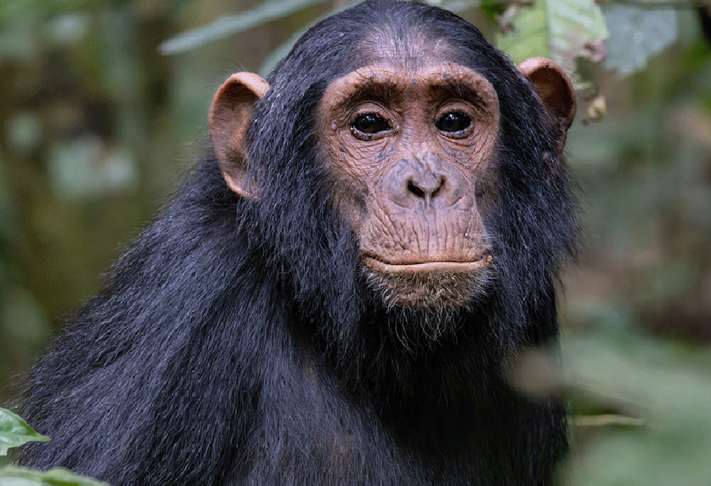 Kalinzu Forest Chimpanzee Safari Experience