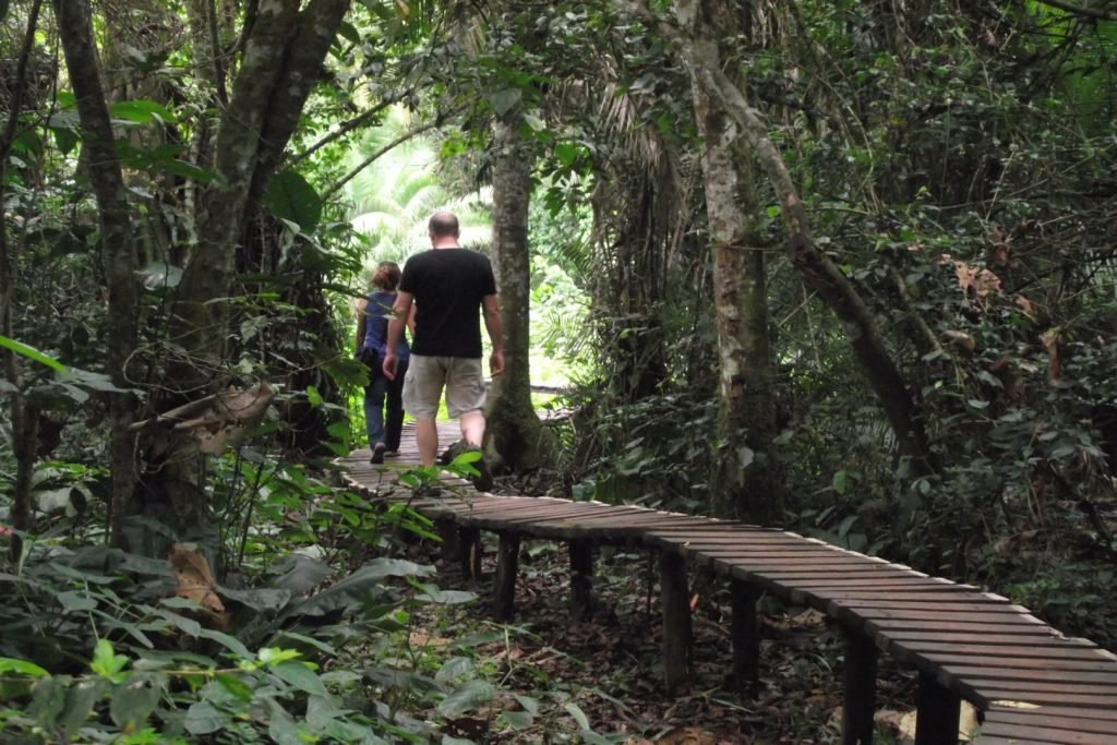 Chimpanzee trekking in Kibale National Park Uganda