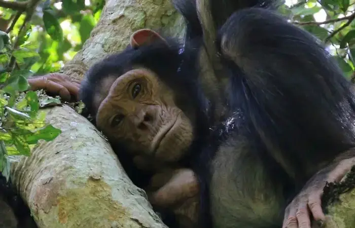 Three day Kibale chimpanzee trekking safari itinerary in Uganda