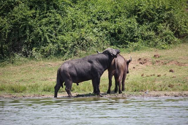 Three day Queen Elizabeth National Park safari itinerary in Uganda