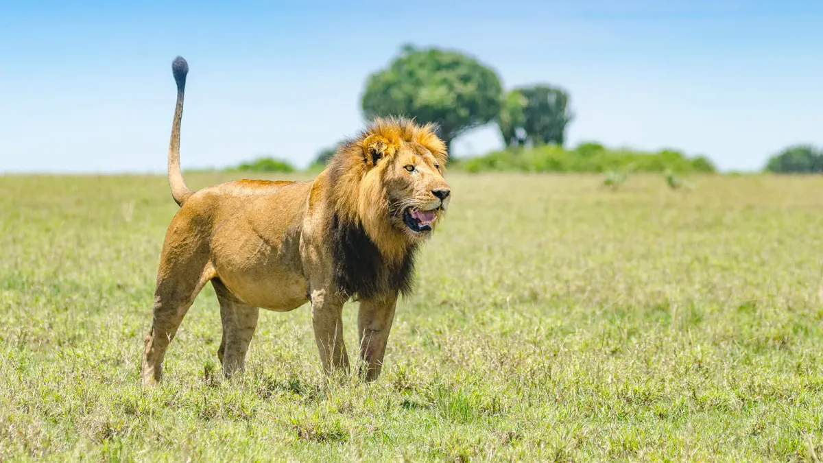 Queen Elizabeth National Park wildlife safari in Uganda