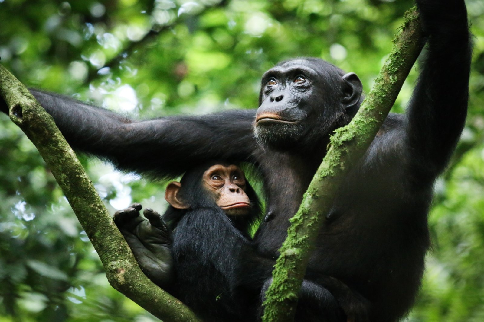 3 Days Visiting Uganda with Nextgen Safaris