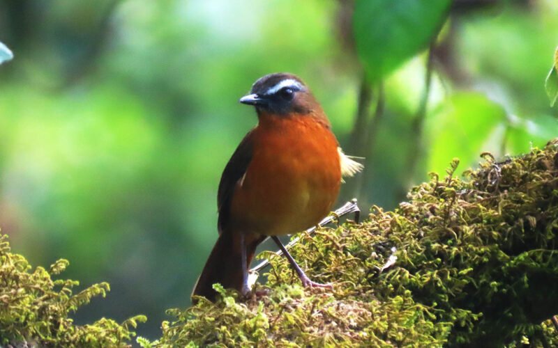 The Albertine Rift is one of the major reasons experienced international birders choose Uganda. This biologically rich region runs through western Uganda and supports numerous restricted-range species associated with montane forests and high-altitude habitats. Bwindi and 