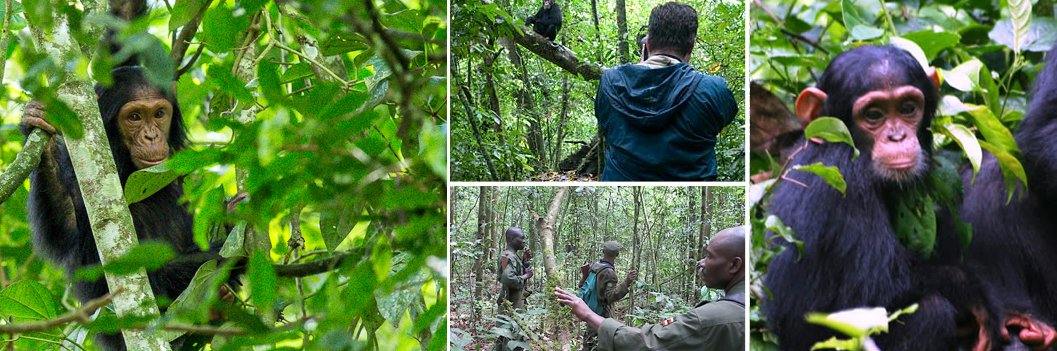 Best Clothing for Chimpanzee Trekking in Kibale