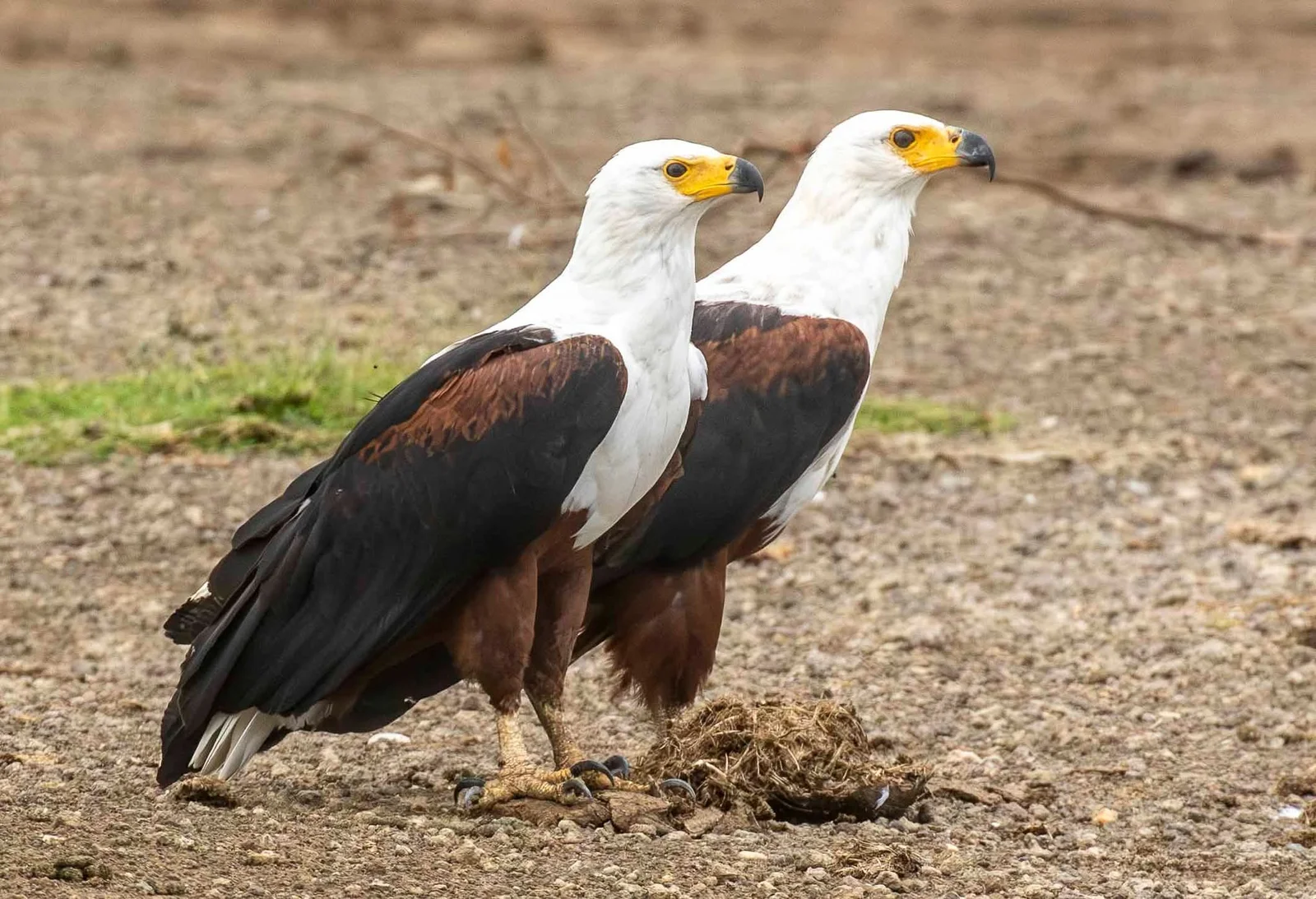 Uganda’s different ecosystems make several national parks outstanding for birdwatching. Queen Elizabeth’s combination of wetlands, lakes and savannah supports exceptional avian diversity, while Semuliki is particularly important for species connected to Central African lowland forest. Kidepo, Murchison, Lake Mburo, Bwindi, Kibale and Mount Elgon each contribute additional habitats that can transform a general safari into a serious birding journey. UWA reports more than 600 bird species