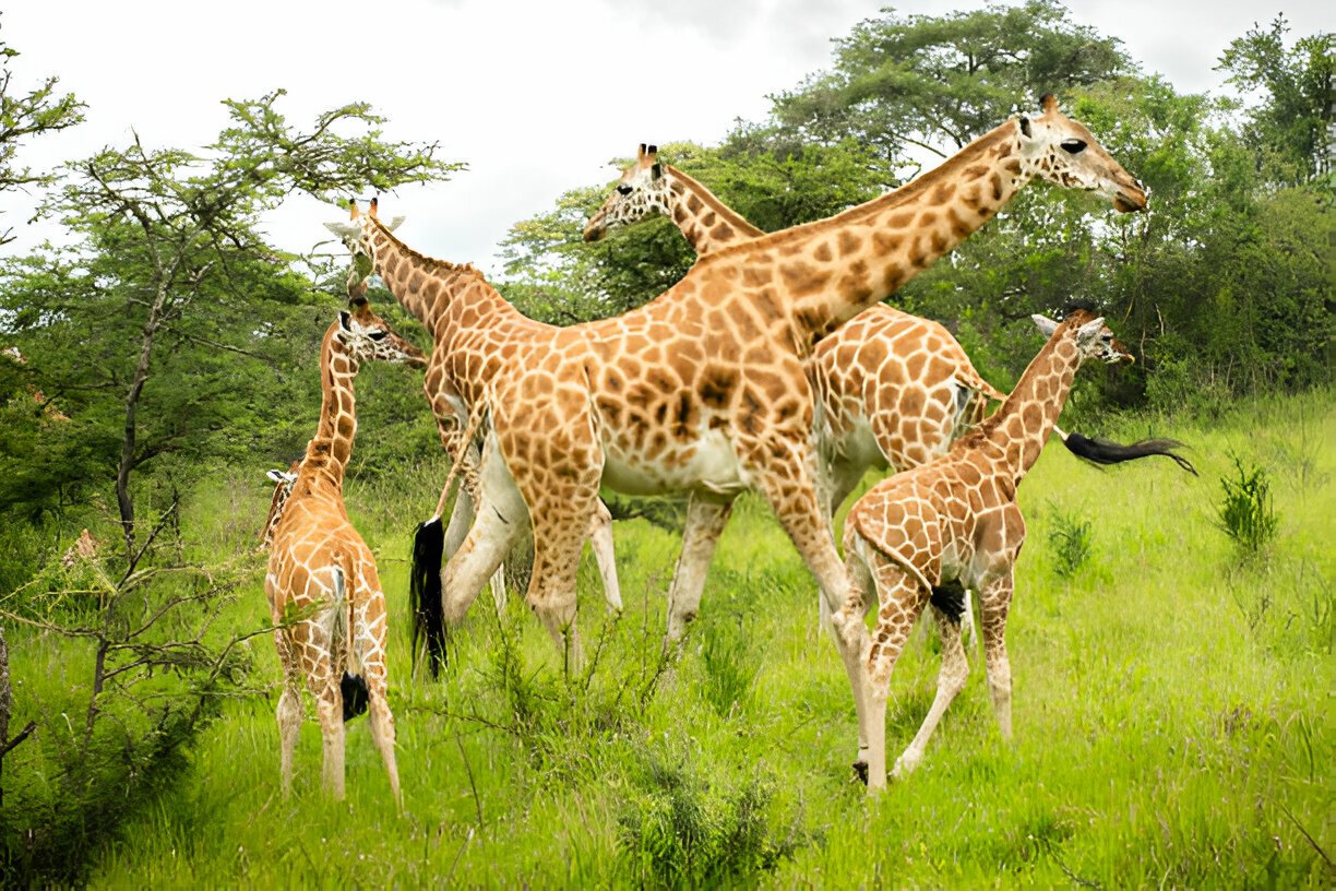 Best Uganda Safari Packages
