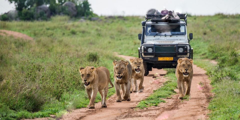 Uganda Safari Packages with Nextgen Safaris