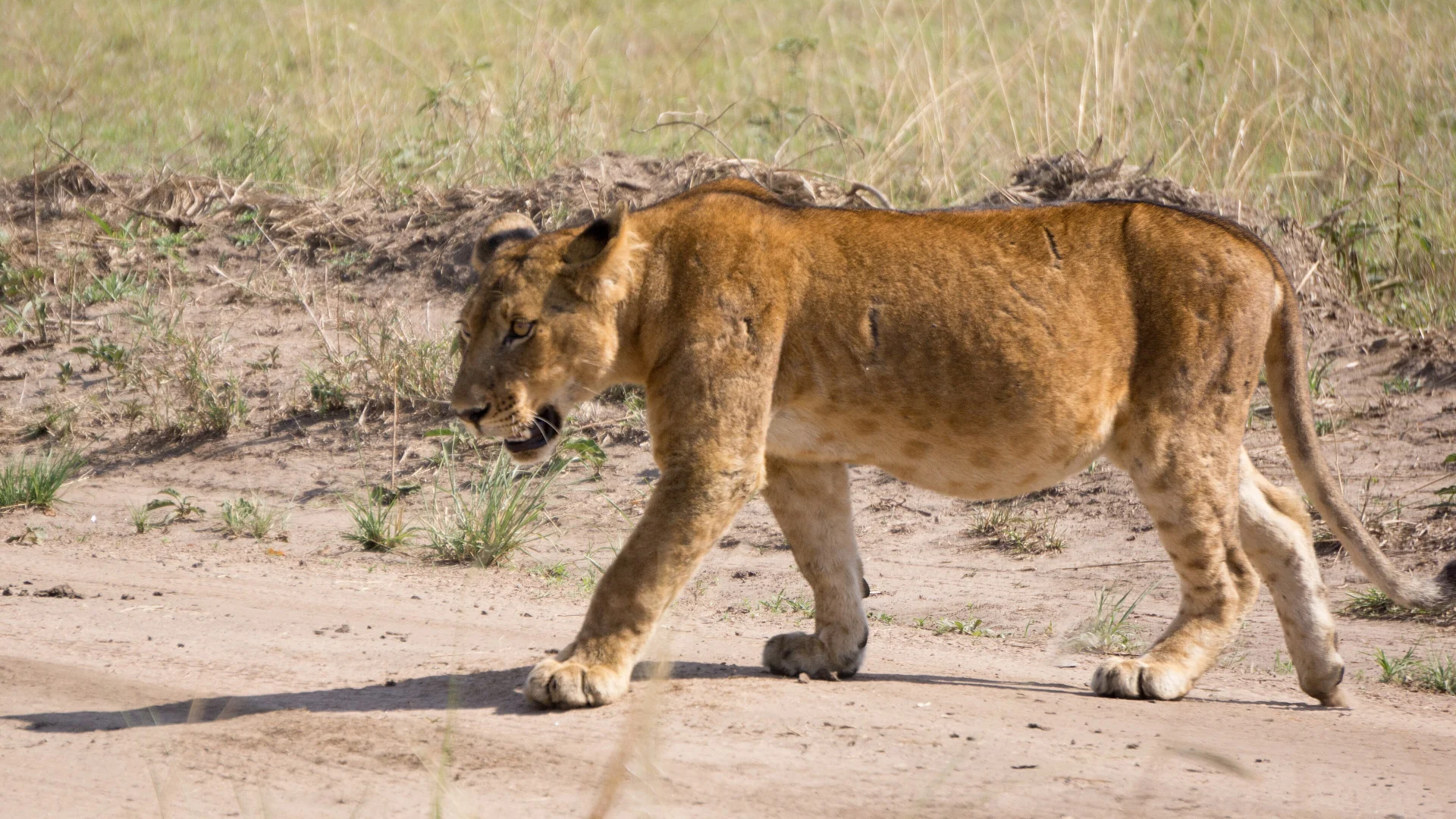 Best Uganda Safari Packages Uganda Wildlife Experience