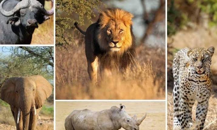 Big Five Safari in Rwanda in November