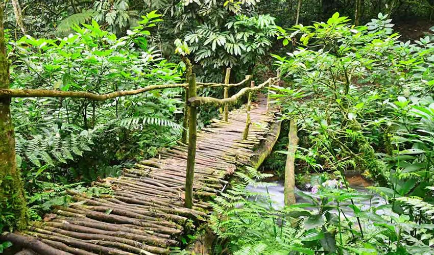 The Bigodi Wetland Sanctuary is one of the most popular activities near Kibale Forest and provides an excellent addition to chimpanzee trekking. Managed by the local community, the