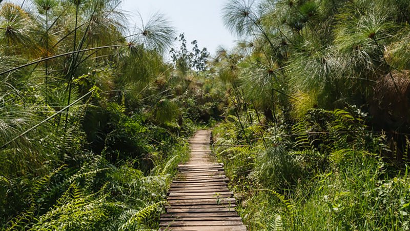 After breakfast at your lodge, you begin another exciting day of your 5 Days Chimpanzee Safari Itinerary with Wildlife Experience with a visit to the famous Bigodi