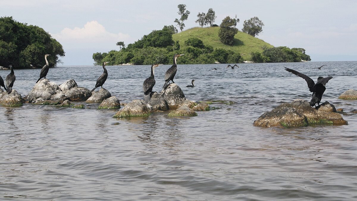 The crater lake region near Kibale supports diverse birdlife due to the